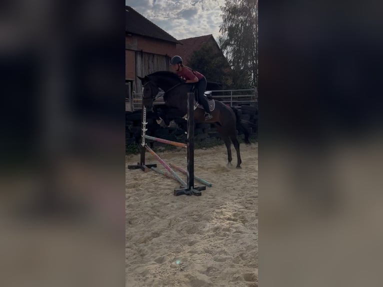 Rijnlander Merrie 14 Jaar 165 cm Donkerbruin in Bad Arolsen