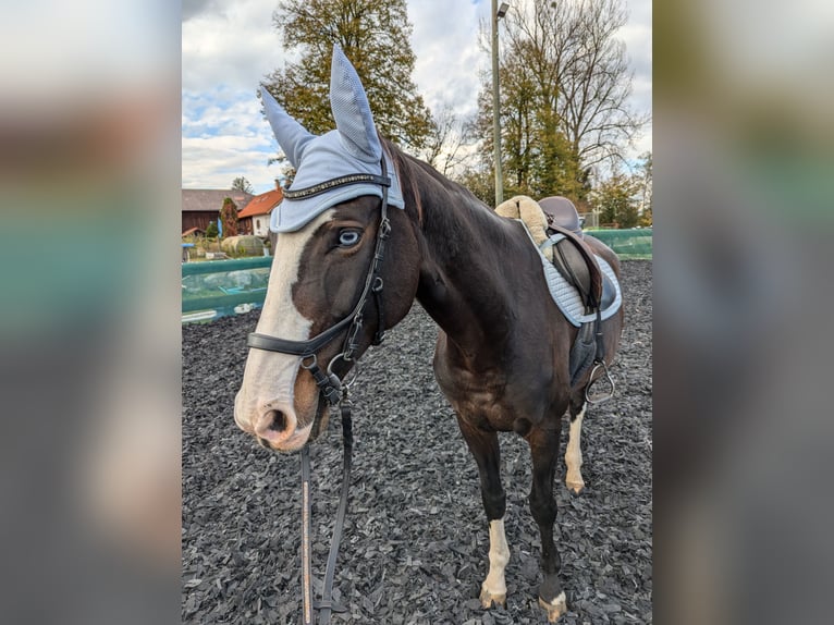 Rijnlander Merrie 14 Jaar 166 cm Bruin in Penzberg