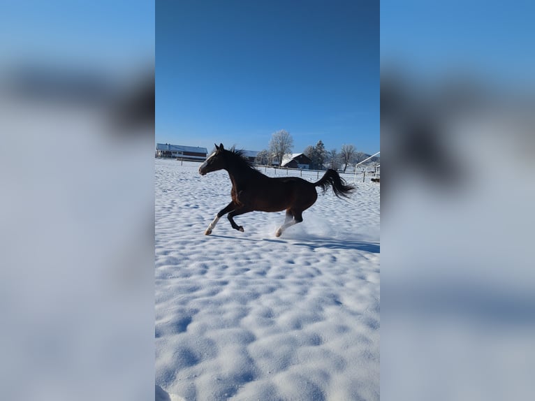 Rijnlander Merrie 14 Jaar 166 cm Bruin in Penzberg