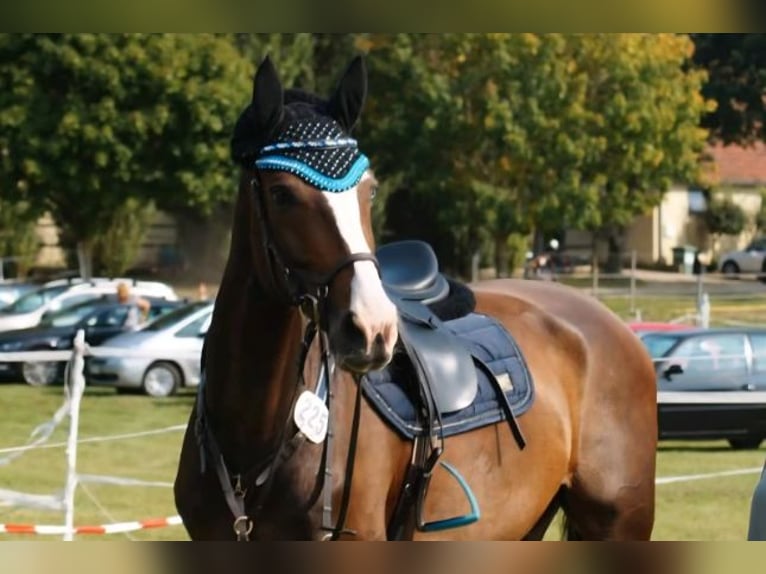 Rijnlander Merrie 14 Jaar 166 cm  in Kochel am See