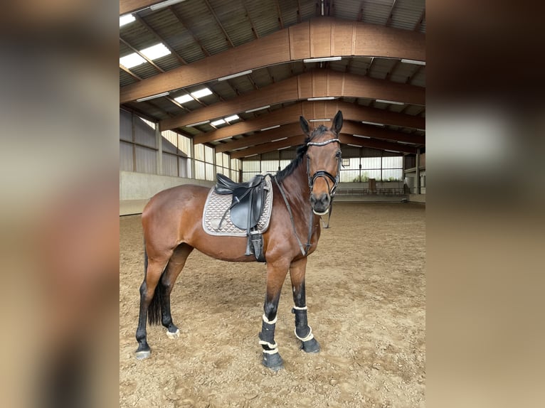 Rijnlander Merrie 14 Jaar 167 cm Bruin in Porta Westfalica