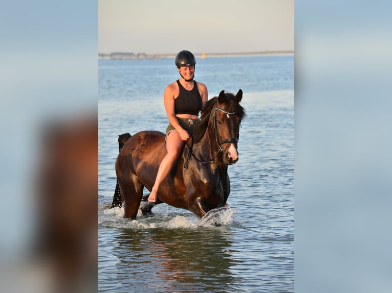 Rijnlander Merrie 14 Jaar 167 cm Donkerbruin in Wenden