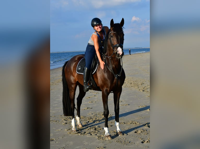 Rijnlander Merrie 14 Jaar 167 cm Donkerbruin in Wenden