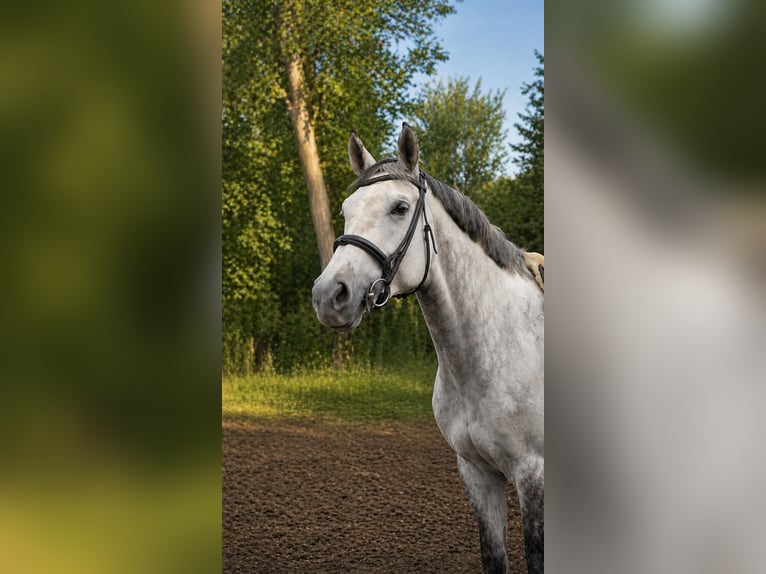 Rijnlander Merrie 14 Jaar 168 cm Appelschimmel in Kaarst