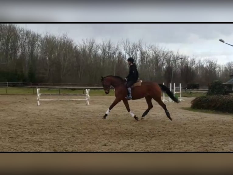 Rijnlander Merrie 14 Jaar 170 cm Bruin in Köln