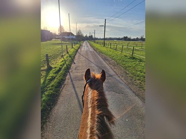Rijnlander Merrie 14 Jaar 172 cm Donkere-vos in Kamp-Lintfort