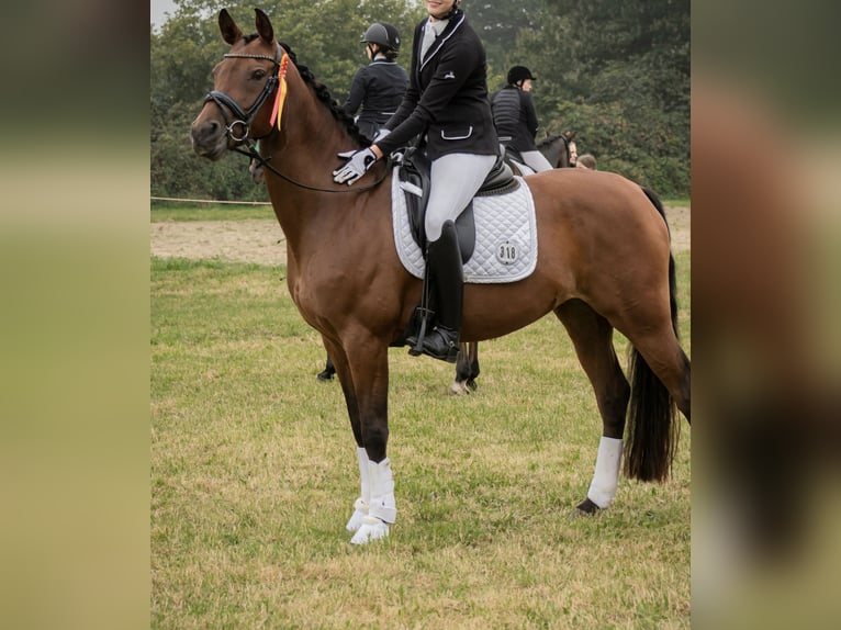 Rijnlander Merrie 15 Jaar 160 cm Bruin in Rheinberg