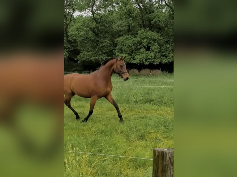 Rijnlander Merrie 15 Jaar 160 cm Bruin in Rheinberg