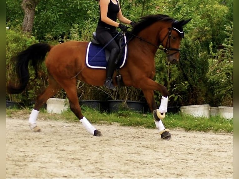 Rijnlander Merrie 15 Jaar 160 cm Bruin in Rheinberg