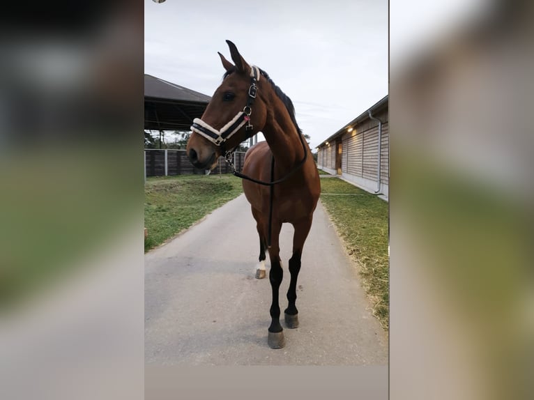 Rijnlander Merrie 15 Jaar 163 cm Bruin in Walldorf
