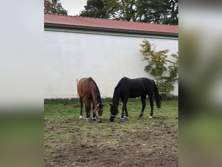 Rijnlander Merrie 15 Jaar 163 cm Bruin in Walldorf