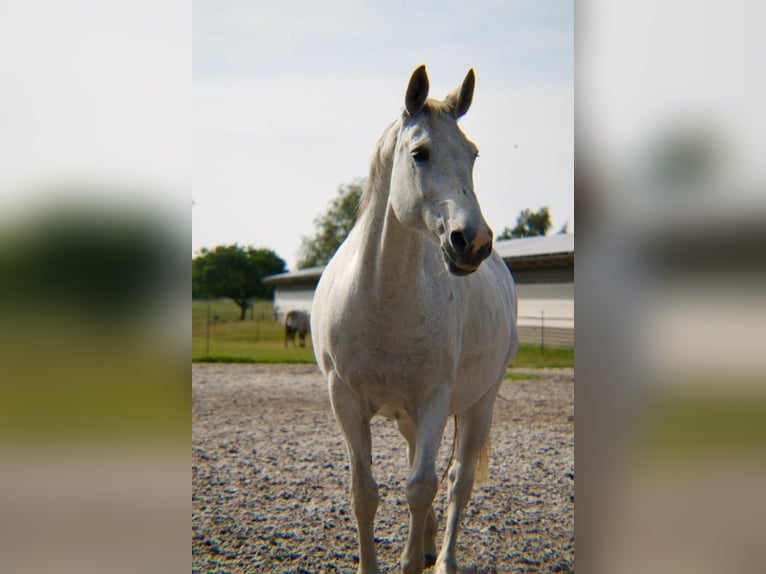Rijnlander Merrie 15 Jaar 165 cm in Dreschvitz