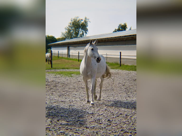 Rijnlander Merrie 15 Jaar 165 cm in Dreschvitz
