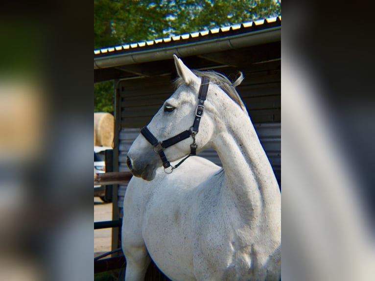 Rijnlander Merrie 15 Jaar 165 cm Zwartschimmel in Dreschvitz