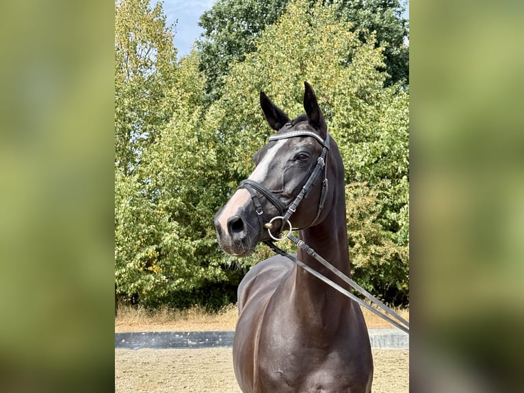 Rijnlander Merrie 15 Jaar 168 cm Zwart in Rees