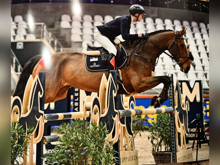 Rijnlander Merrie 15 Jaar 172 cm Bruin in Kevelaer