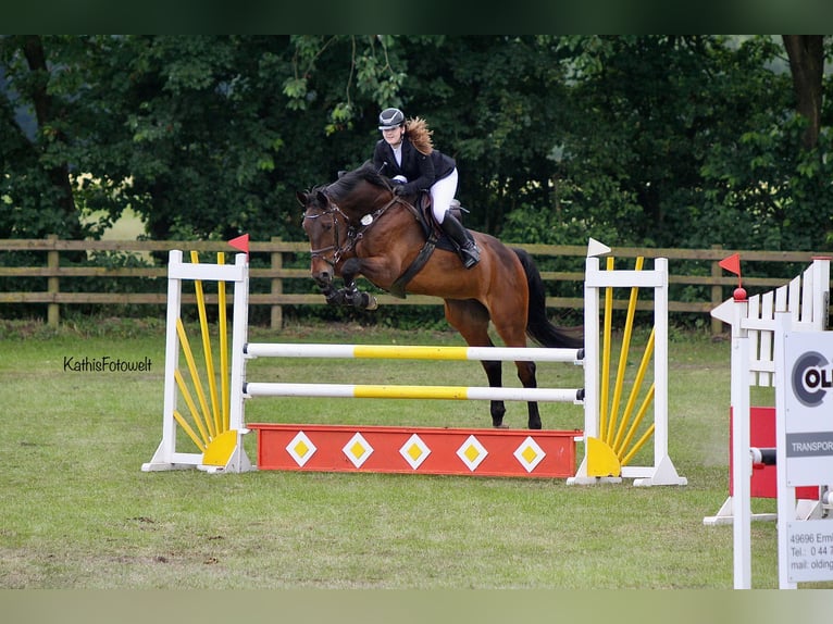 Rijnlander Merrie 15 Jaar 174 cm Donkerbruin in Lastrup