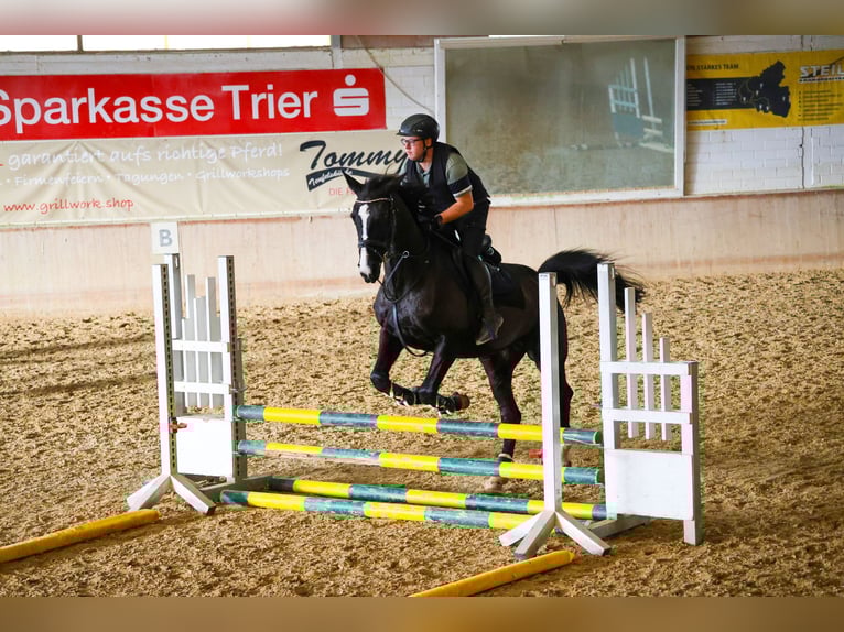 Rijnlander Merrie 15 Jaar 176 cm Zwartbruin in Pellingen