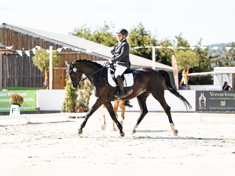 Rijnlander Merrie 15 Jaar 176 cm Zwartbruin in Pellingen