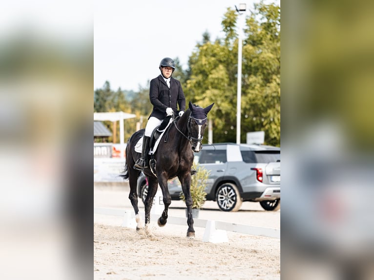 Rijnlander Merrie 15 Jaar 176 cm Zwartbruin in Pellingen
