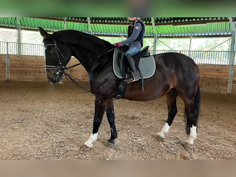 Rijnlander Merrie 16 Jaar 160 cm Donkerbruin in Köln