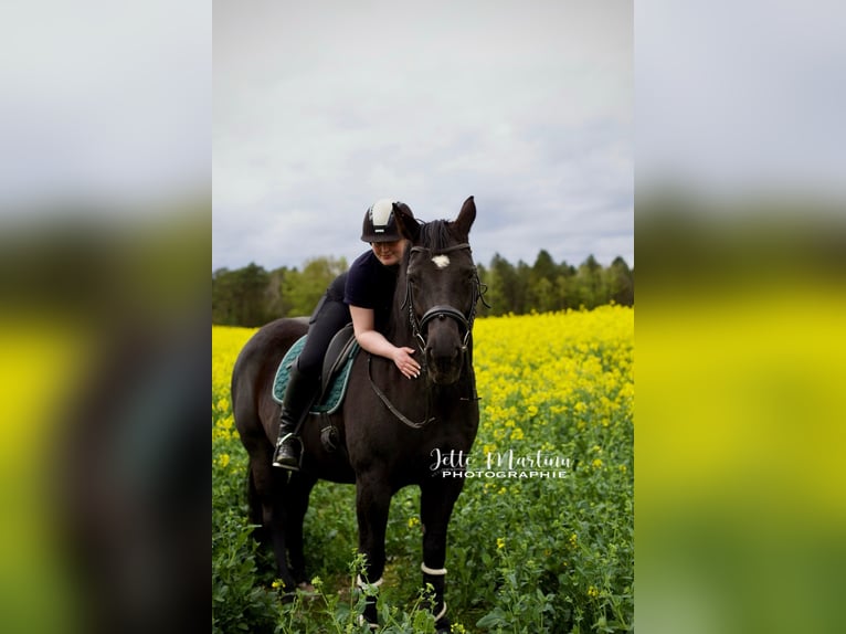 Rijnlander Merrie 16 Jaar 163 cm Zwart in Heinsberg