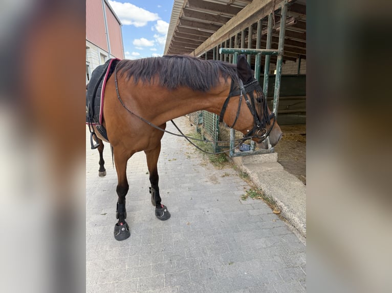 Rijnlander Merrie 16 Jaar 164 cm Bruin in Lahnau