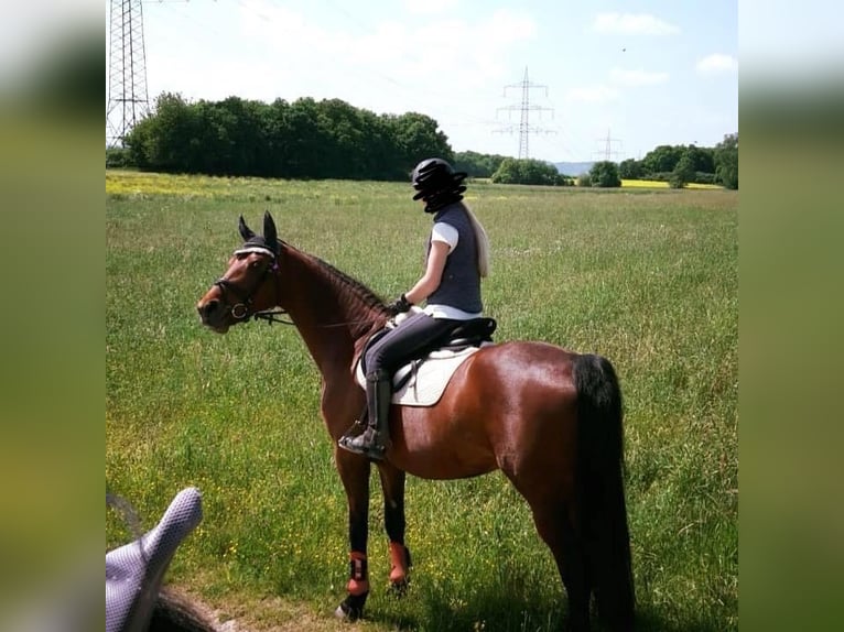 Rijnlander Merrie 16 Jaar 164 cm Bruin in Lahnau