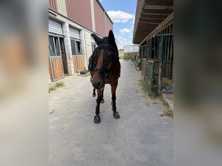 Rijnlander Merrie 16 Jaar 164 cm Bruin in Lahnau