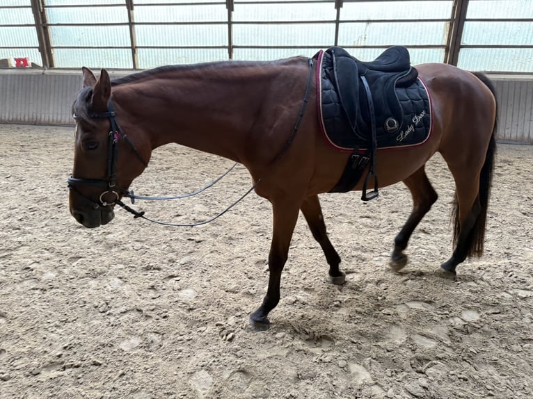 Rijnlander Merrie 16 Jaar 164 cm Bruin in Lahnau
