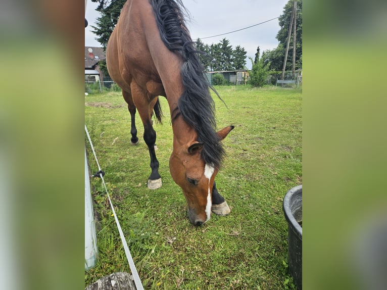 Rijnlander Merrie 16 Jaar 165 cm Vos in Kerken