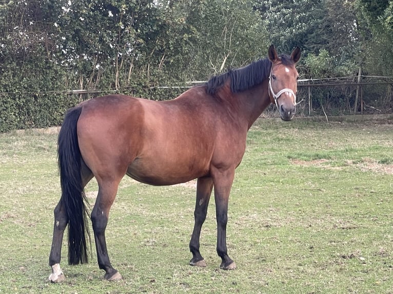 Rijnlander Merrie 16 Jaar 167 cm Bruin in Willich