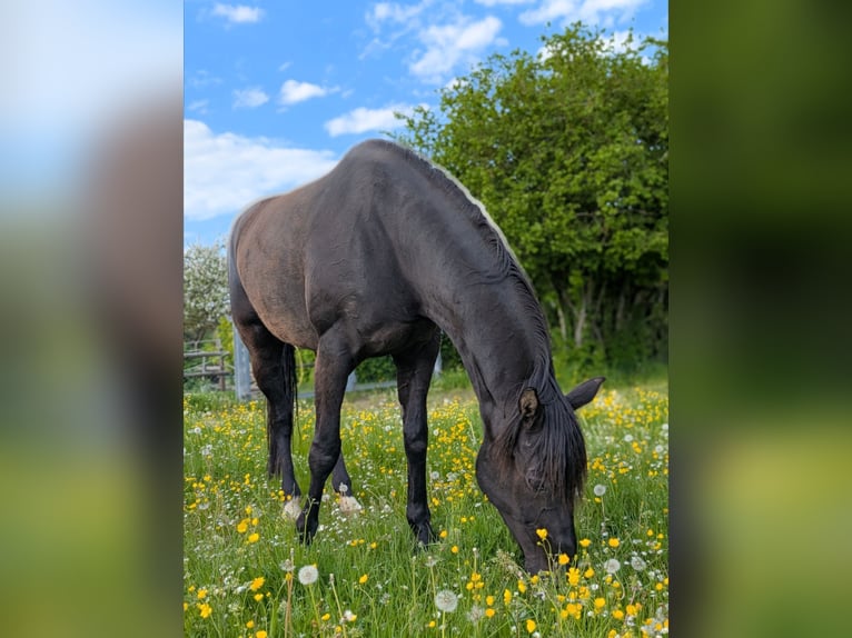 Rijnlander Merrie 16 Jaar 169 cm Zwart in Üxheim