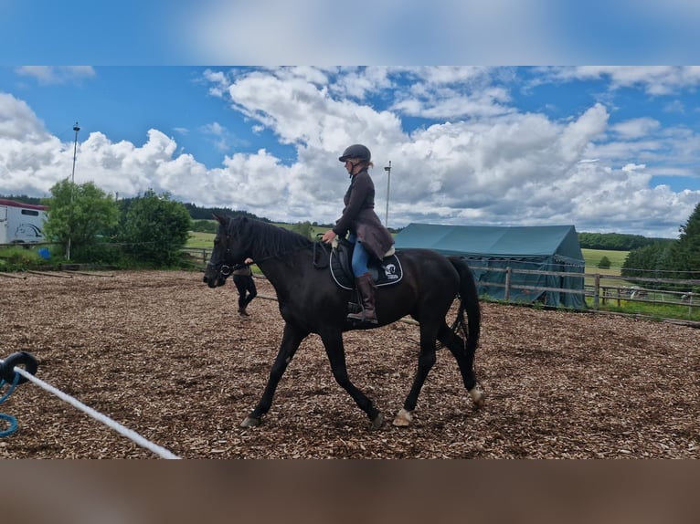 Rijnlander Merrie 16 Jaar 169 cm Zwart in Üxheim