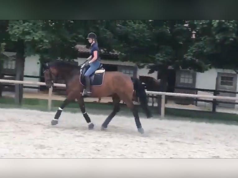 Rijnlander Merrie 16 Jaar 170 cm Bruin in Aying