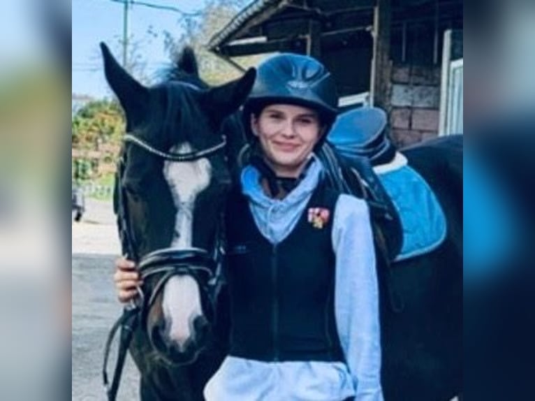 Rijnlander Mix Merrie 16 Jaar 170 cm Donkerbruin in Zweibrücken