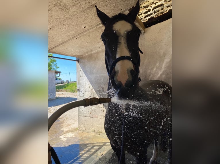 Rijnlander Mix Merrie 16 Jaar 170 cm Donkerbruin in Zweibrücken