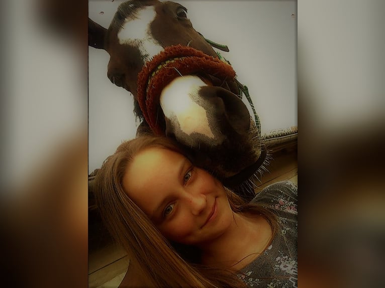 Rijnlander Mix Merrie 16 Jaar 170 cm Donkerbruin in Zweibrücken