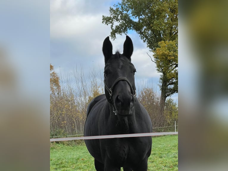 Rijnlander Merrie 16 Jaar 170 cm Donkerbruin in Rheine