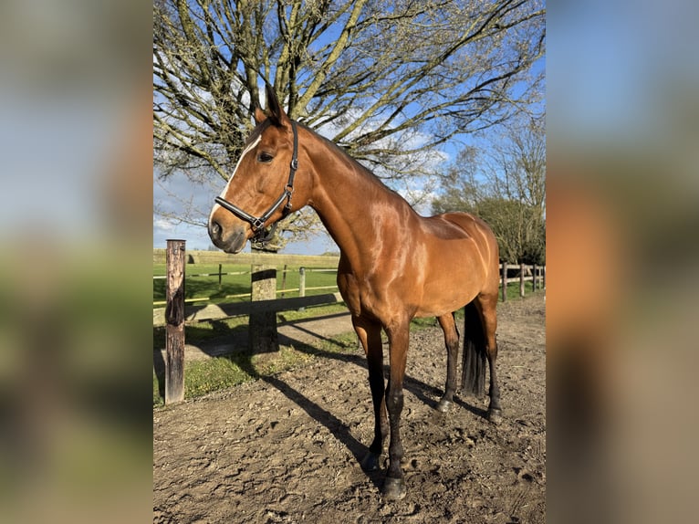 Rijnlander Merrie 16 Jaar 171 cm Bruin in Krefeld