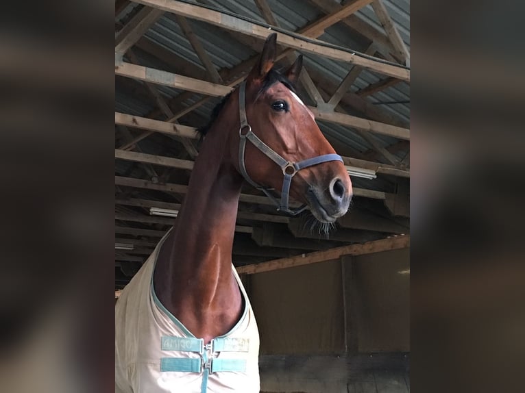 Rijnlander Merrie 16 Jaar 172 cm Bruin in Issum