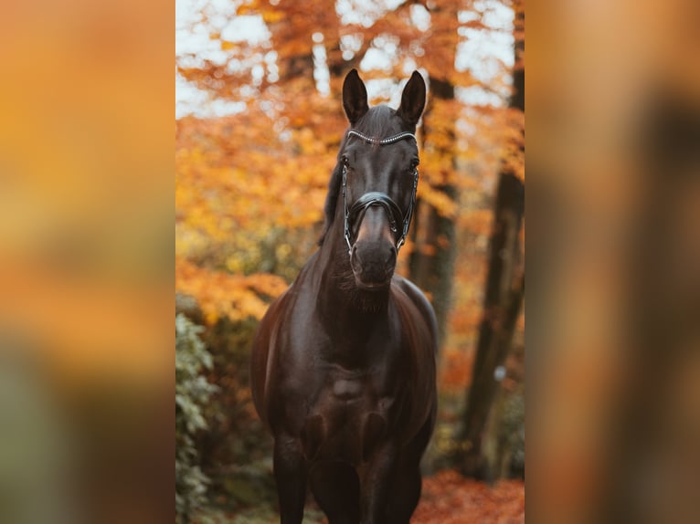 Rijnlander Merrie 16 Jaar 175 cm Donkerbruin in Rheurdt