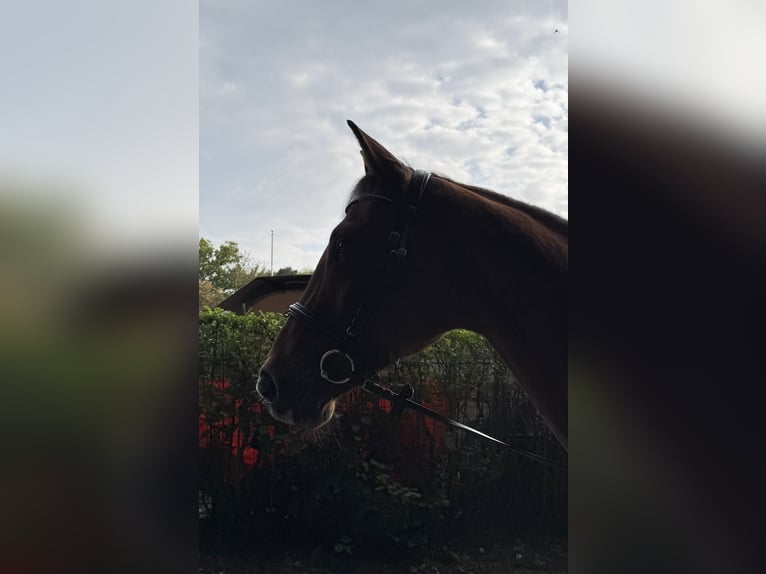 Rijnlander Merrie 17 Jaar 165 cm Bruin in Waltrop