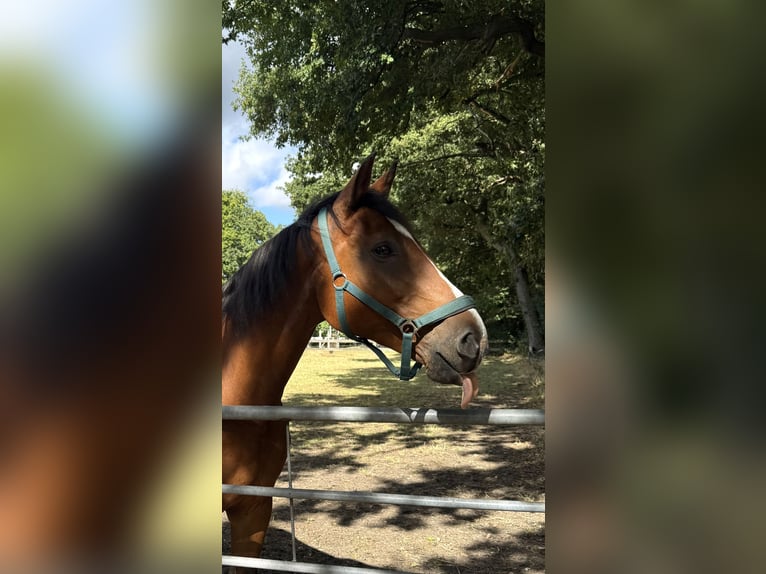 Rijnlander Merrie 17 Jaar 165 cm Bruin in Waltrop