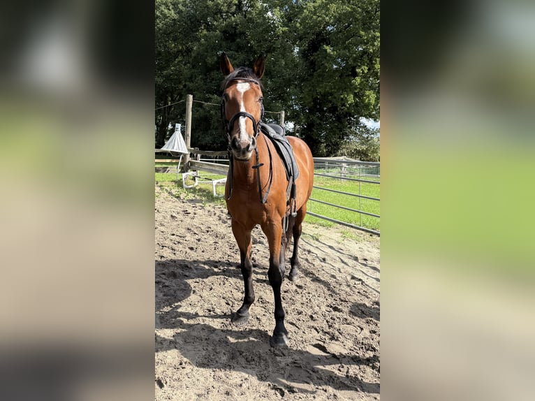 Rijnlander Merrie 17 Jaar 165 cm Bruin in Waltrop