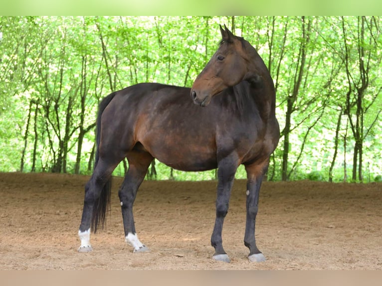 Rijnlander Merrie 17 Jaar 167 cm Bruin in Hilden