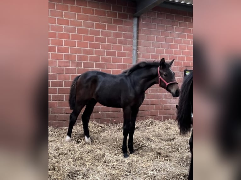 Rijnlander Merrie 17 Jaar 167 cm Bruin in Hilden