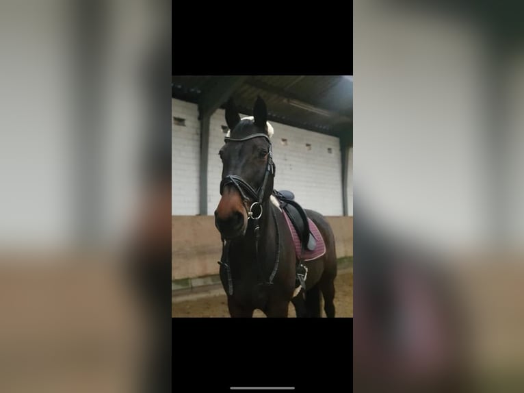 Rijnlander Merrie 17 Jaar 167 cm Bruin in Hilden