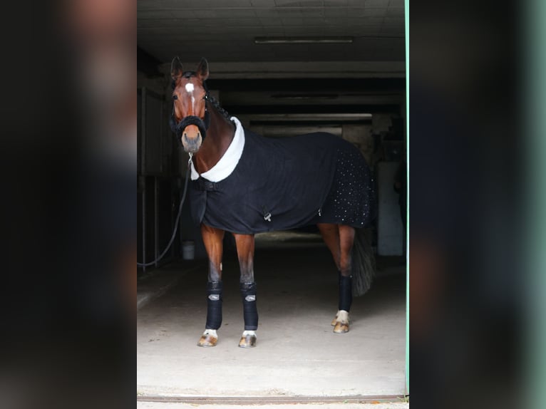 Rijnlander Merrie 17 Jaar 172 cm Bruin in Issum