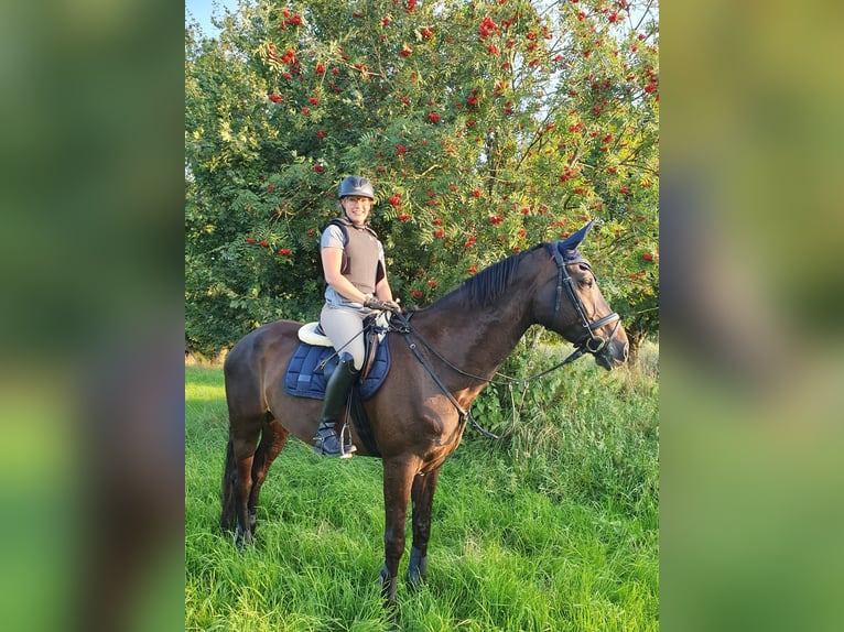 Rijnlander Merrie 17 Jaar 172 cm Donkerbruin in Marl